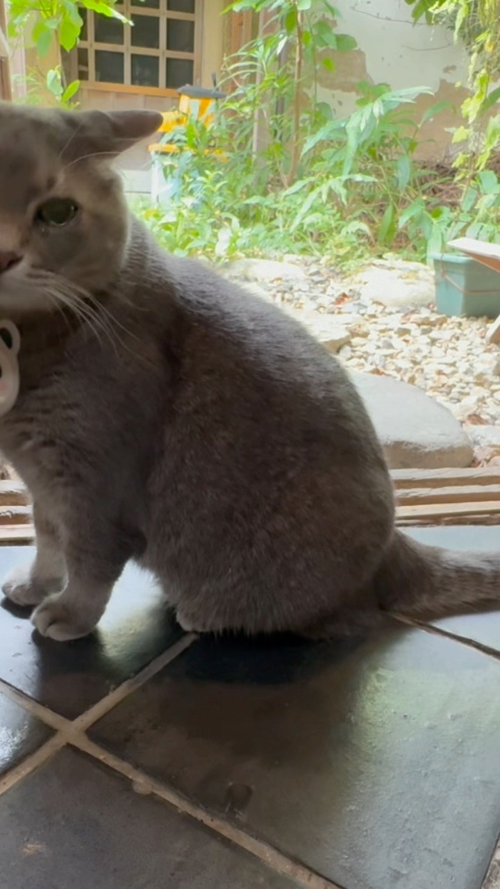 * vintage animal ୨୧ * グリーンの瞳の 猫ちゃん vintage animal ୨୧ * グリーンの瞳の 猫ちゃん - メルカリ