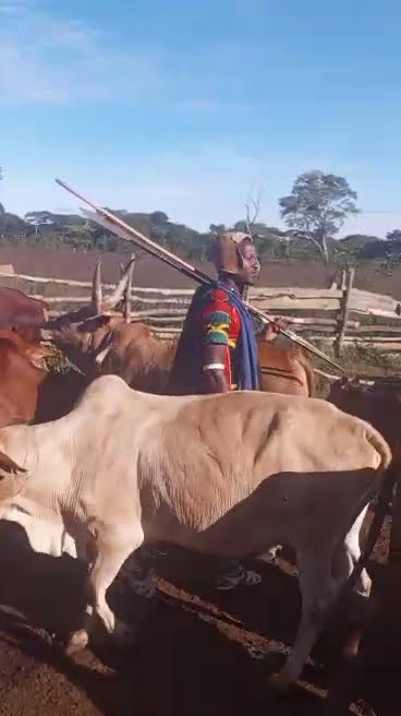lukombola ndama jigushilaga nziku jane 2025