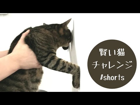 可愛い 賢い猫チャレンジ 動画 紅玉の縁側日記 可愛い 賢い猫チャレンジ 動画 紅玉の縁側日記