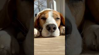 Sun beagle 🐶☀️🥰 #dogshorts #beagle #shortsyoutube