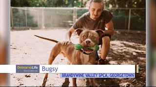 Pet Connect - October 14, 2022