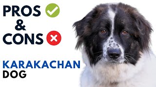Karakachan Dog Pros and Cons | Karakachan Bulgaria  Dog Advantages and Disadvantages