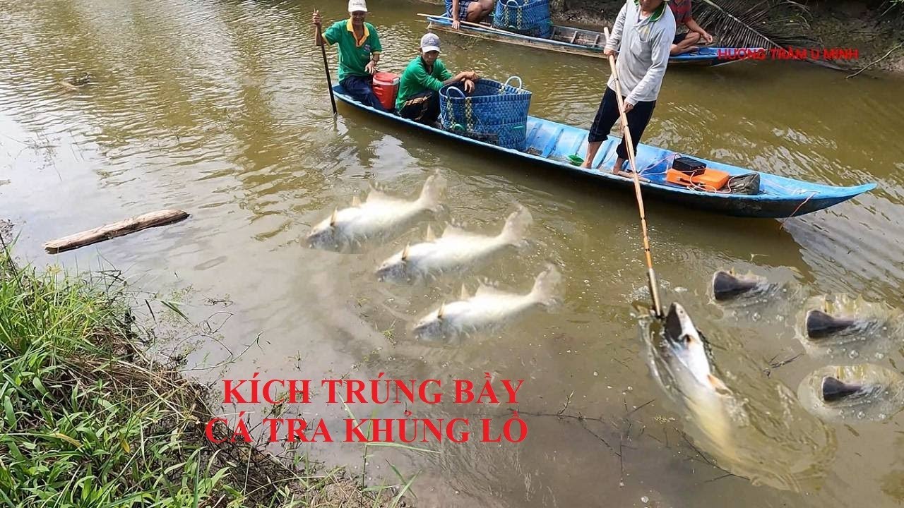 fishing | kích cá trúng bầy cá tra khổng lồ gần 100kg | Hương Tràm U Minh