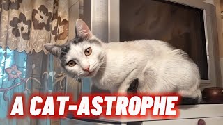 What’s the worst kind of cat? A cat-astrophe