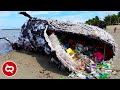 Kisah Tragis Hewan Laut yang Terdampak Sampah Plastik Manusia..