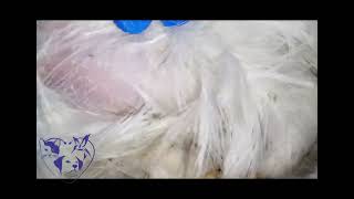 bird lice by pet's paradise veterinary clinic 6,516 views 4 years ago 51 seconds