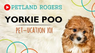 Everything you need to know about Yorkie Poo puppies! by Petland Rogers 28 views 8 months ago 50 seconds