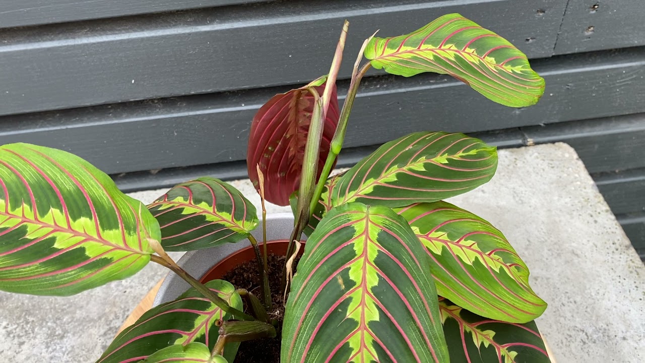 Maranta Fascinator Tricolour Prayer Plant for Home or Office