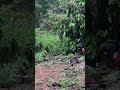 Wild chicken trap