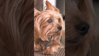 Yorkie or Yorkshire terrier #dog #yorkie