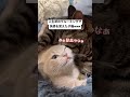 【衝撃映像】人生初のグルーミングで快感を覚えた子猫www