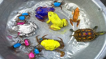 Kem Ốc và cua Chanel lái xe công nông đuổi theo con cua, con ếch, kì nhông, con vịt màu xanh, rùa to