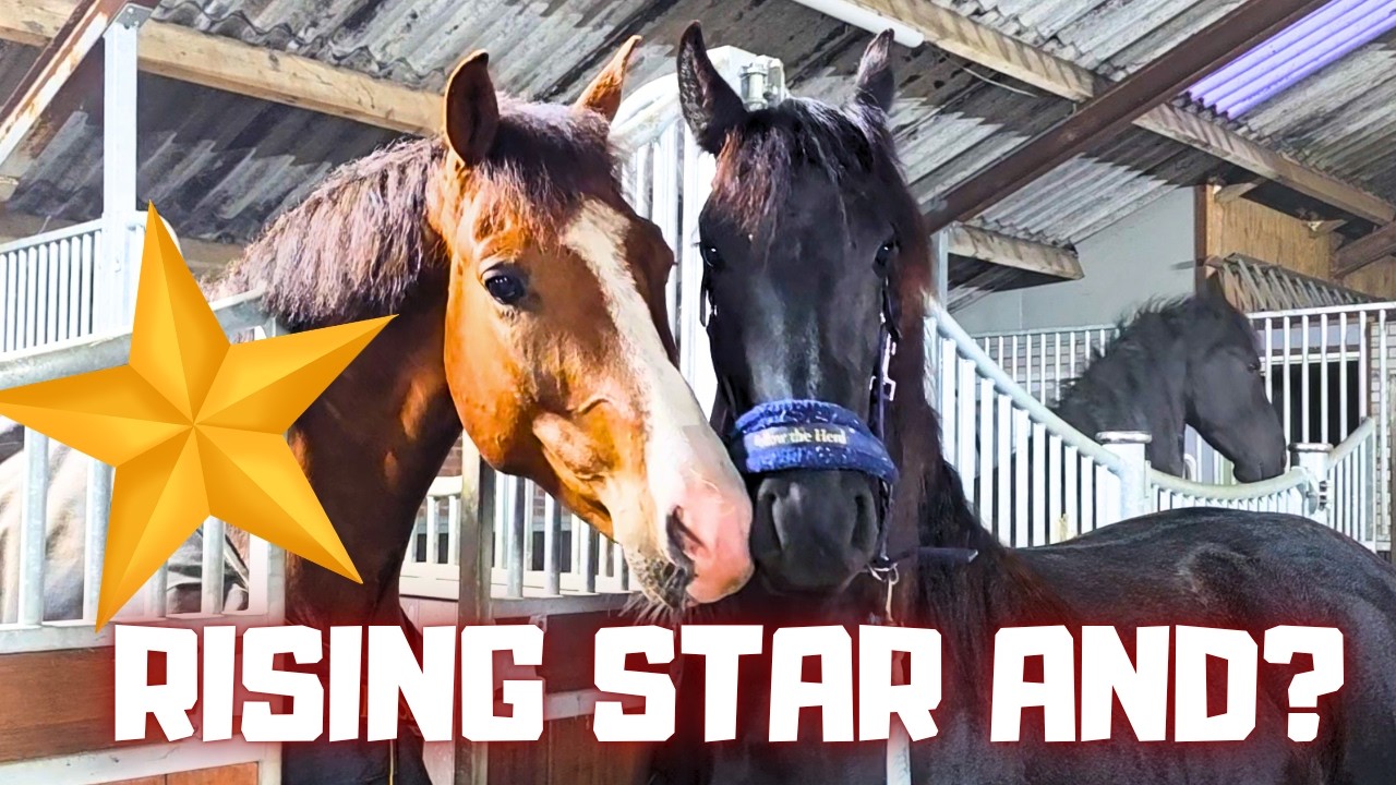 RISING STAR⭐ & ??? | They HATE the Rain! | Can I Handle This Alone? | Friesian Horses
