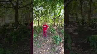 Claro que si va a producir café #shortvideo #humor