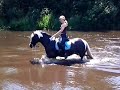 swimming with horse / zwemmen met paard