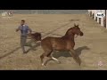 N162 kbs murbah  al dhafrah arabian horse championship 2021  fillies 3 years old class 3a