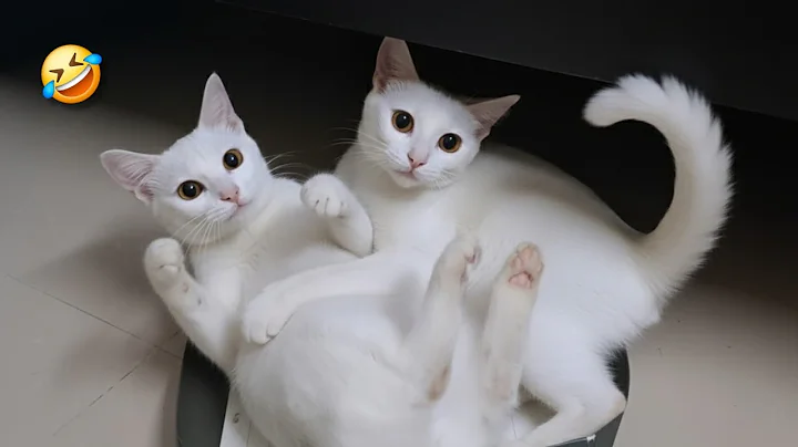 Watch the video about Cats Funny Fights | Funny cats videos 🤣 #cat #trending #shorts