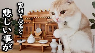 外出中に警報がなったので急いで家に引き返したら猫が... by 犬と猫の親バカ日記　ハスキー&トイプー&スコティッシュ 151,005 views 9 days ago 12 minutes, 17 seconds