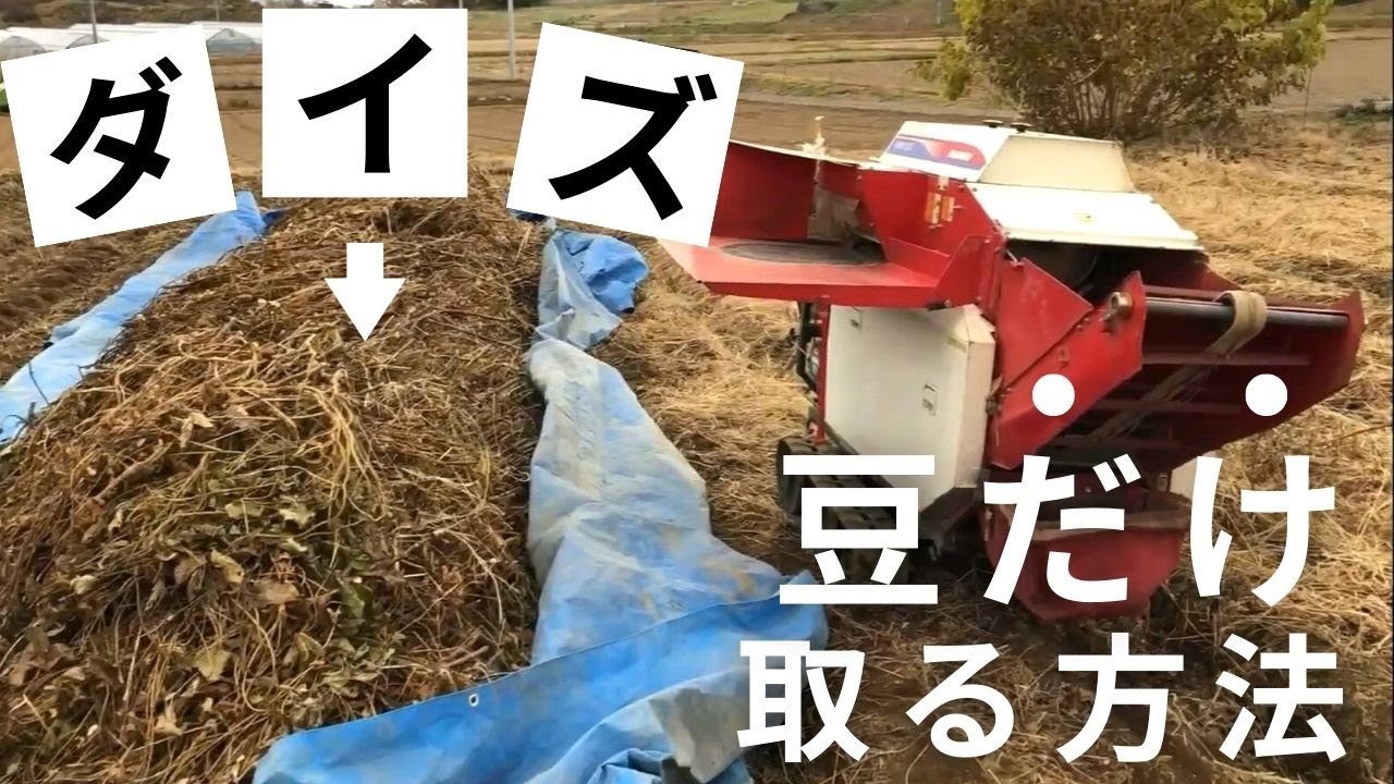 大豆の脱穀】収穫した後どうするの？～サヤから実を取り出す編～ - YouTube