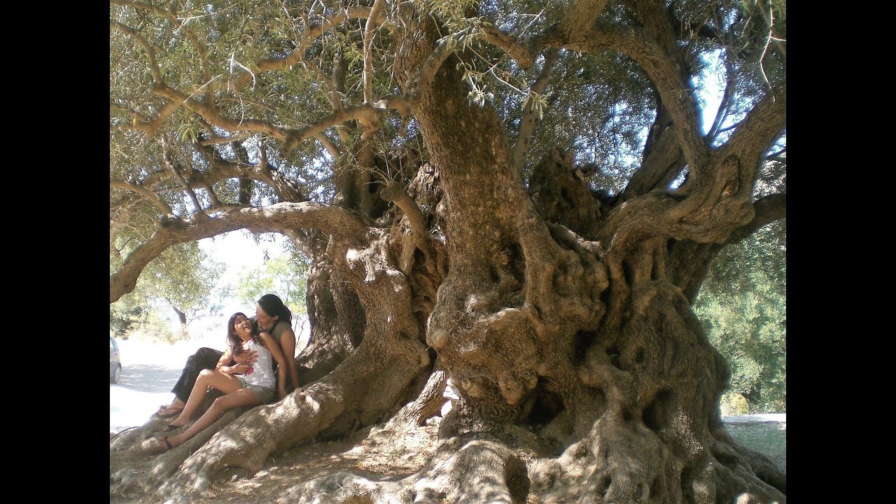 olive garden Εκπληκτικές αρχαίες ελιές στην Κρήτη ! ! Ancient olive trees in Crete !!