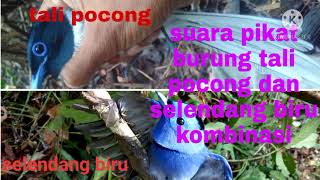 suara pikat burung tali pocong dan selendang biru kombinasi kolibri ribut