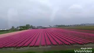 Поездка на тюльпановые поля - Trip to tulip fields in Holland
