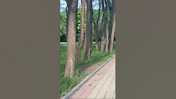 Катерички в парк Разсадника Девня 