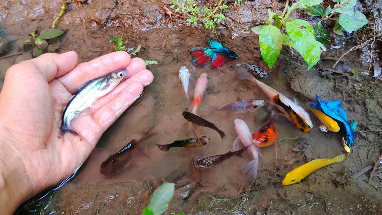 Find Colorful Ornamental fish, Betta Koi  Goldfish Angelfish Guppy Guppies Catfish animals Videos