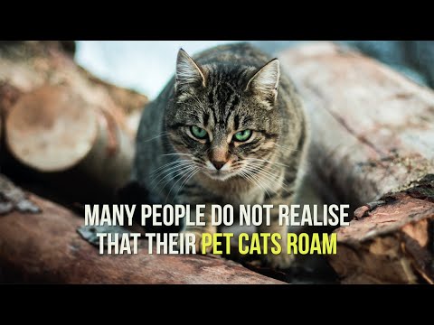 The impact of roaming pet cats on Australian wildlife