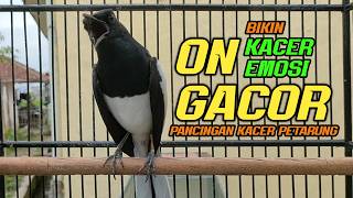 Suara Burung Kacer Bikin Lawan Emosi Gacor, Pancingan Kacer Agar Cepat Emosi Gacor