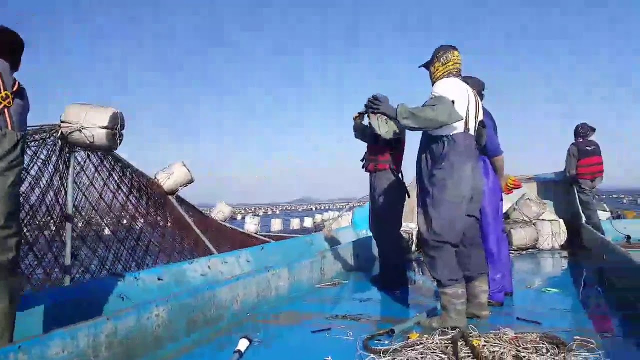 budidaya rumput laut 