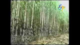 Latest Methods  in Sugarcane Cultivation 2