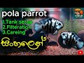 Pola blue parrot tank setup &amp; Careing සිංහලෙන්..! #viduufishvlogs