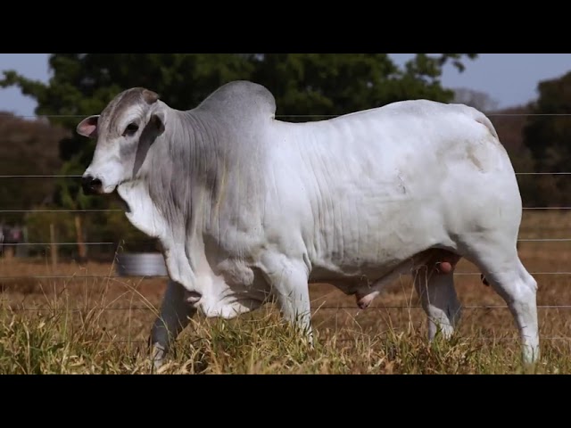 LOTE 24   GFC 821 mp4