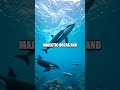 Iceland's Enchanting Wildlife and Ecological Diversity