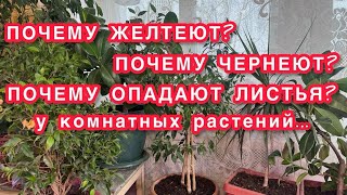 ПОЧЕМУ ЖЕЛТЕЮТ? ПОЧЕМУ ЧЕРНЕЮТ? ПОЧЕМУ ОПАДАЮТ ЛИСТЬЯ  у комнатных растений