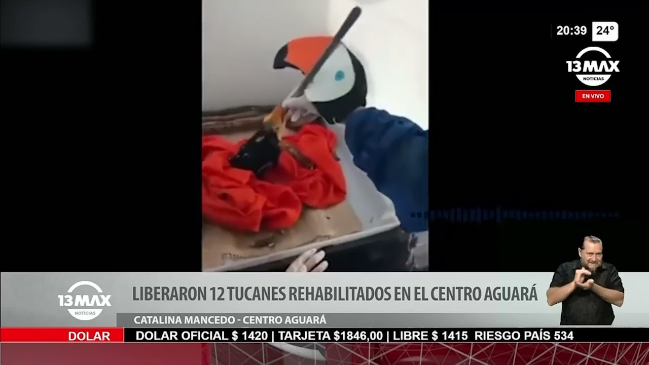 Liberaron 12 tucanes rehabilitados en el Centro Aguará