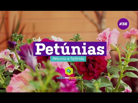 Vídeo: Diferentes tipos de petúnias: aprenda sobre as variedades de petúnias