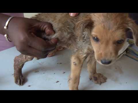 6 weeks old puppy, 125.000 Mangoworms, roundabout