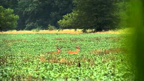 Episode 1: Making Sense of Summer Patterns