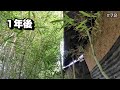 放置するとこうなる。1年後の竹林【空き家再生＃72】