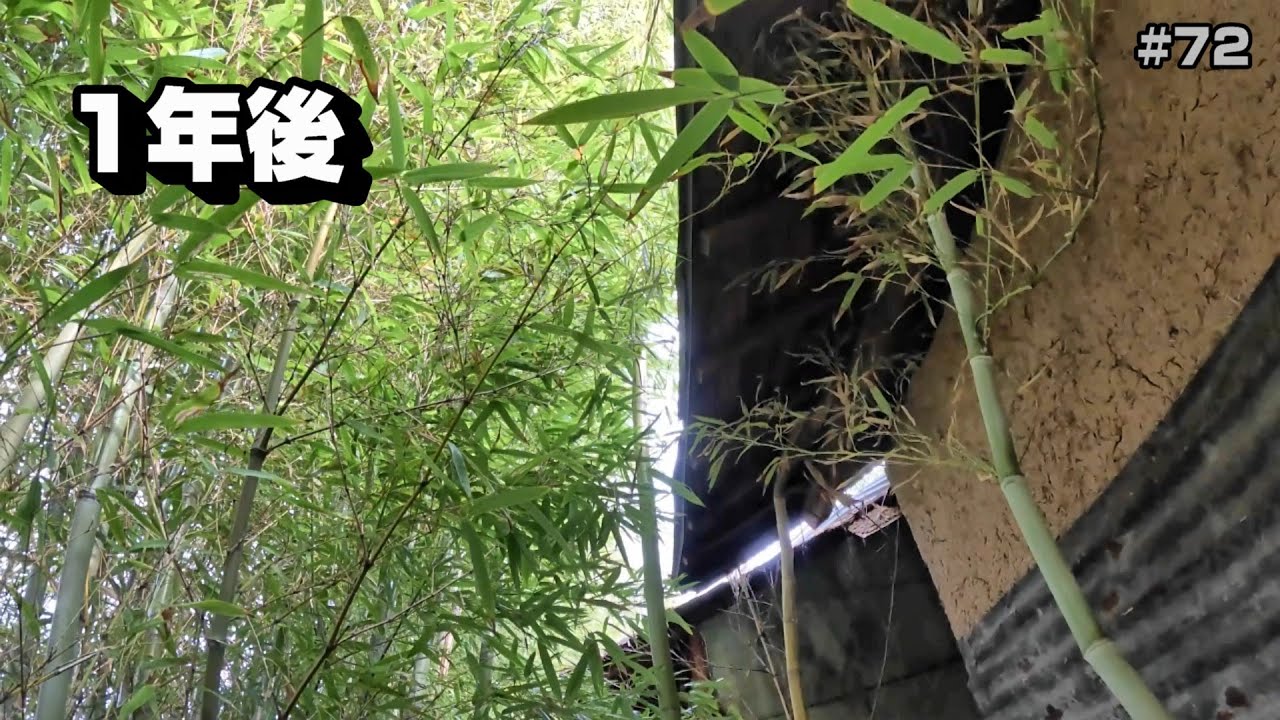放置するとこうなる。1年後の竹林【空き家再生＃72】