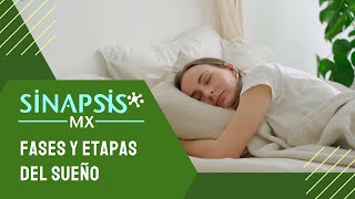 Fases del sueño (arquitectura del sueño)