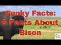 Studies Weekly Funky Facts: 5 Facts about Bison