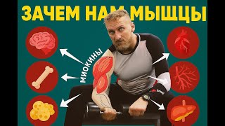 видео: Силовые тренировки — таблетка от старения? картинка: Силовые тренировки — таблетка от старения?