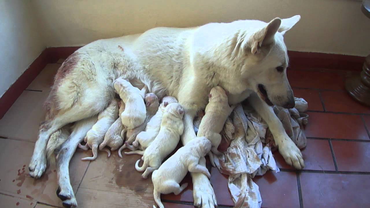 Pastor alemão branco olx Clearance