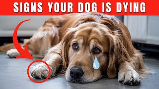 7 Signs Your Dog May Be Saying Goodbye