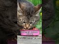 “Do Cats Have Self-Awareness? #CatFacts #AnimalShorts #PetScience”