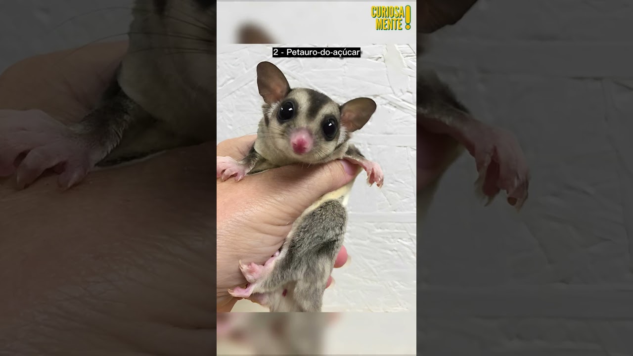 Animais terrestres mais fofos do mundo part. 5🐢😊 