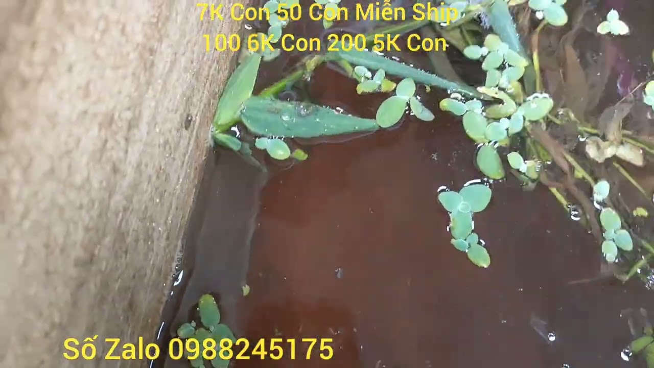 Tiếp tục đợt cá mới nghe anh em 